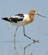 Avocette d'Amérique