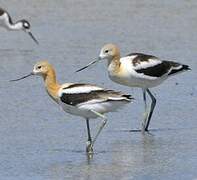 Avocette d'Amérique