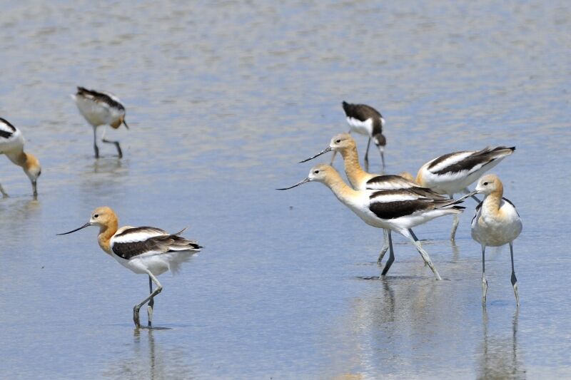 Avocette d'Amérique