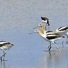 Avocette d'Amérique