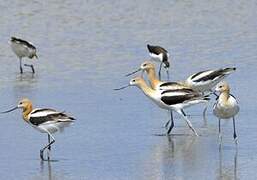 Avocette d'Amérique