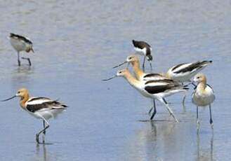 Avocette d'Amérique