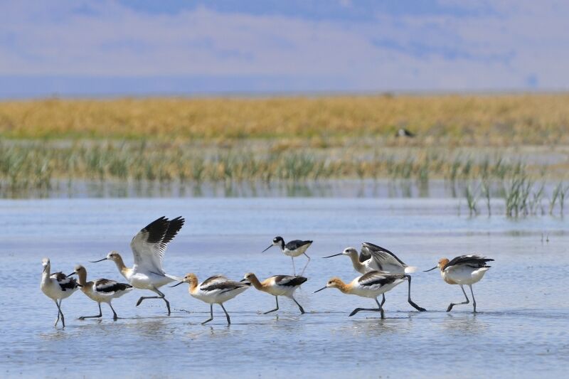 Avocette d'Amérique