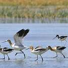 Avocette d'Amérique