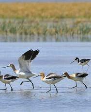 Avocette d'Amérique