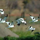 Avocette d'Australie