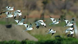 Avocette d'Australie