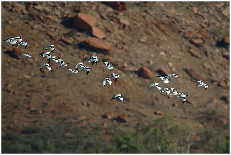 Avocette d'Australie