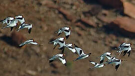 Avocette d'Australie