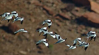 Avocette d'Australie