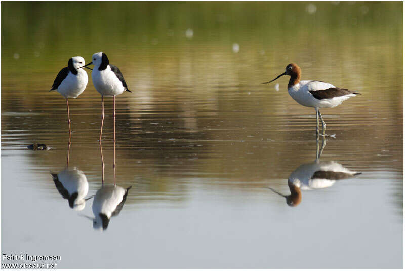 Red-necked Avocetadult