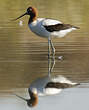 Avocette d'Australie