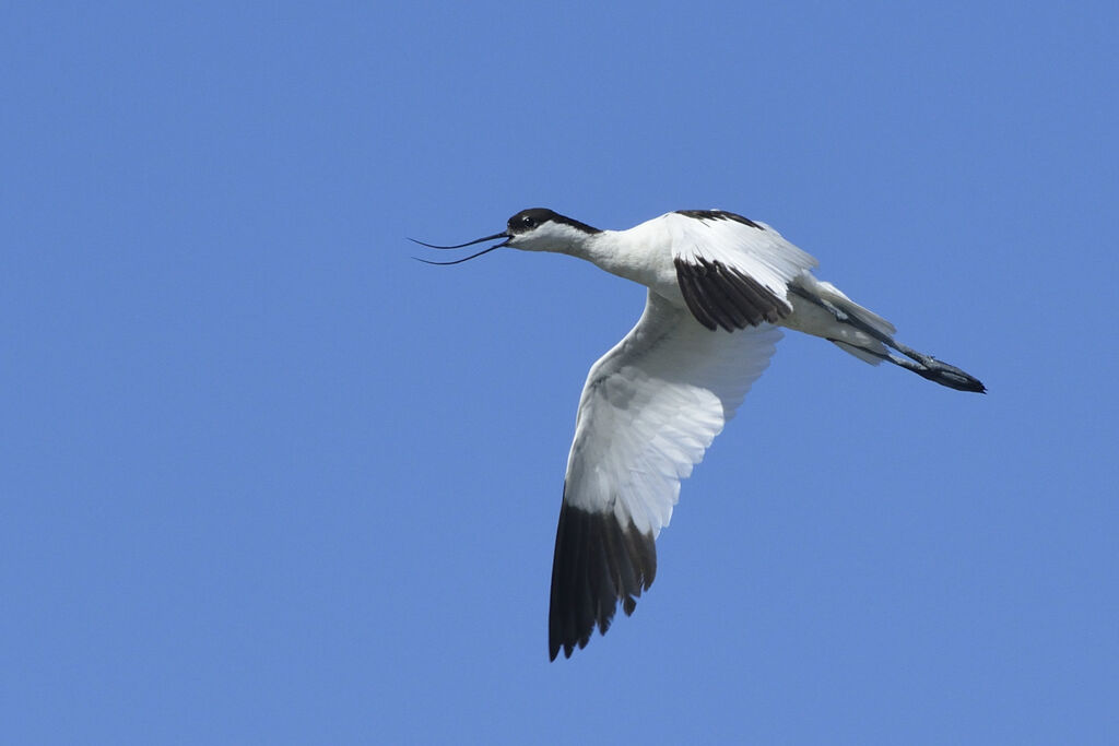 Avocette éléganteadulte, Comportement