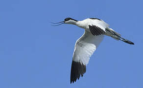 Pied Avocet