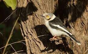 White-crested Helmetshrike