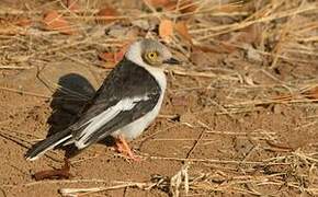 White-crested Helmetshrike