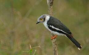 White-crested Helmetshrike