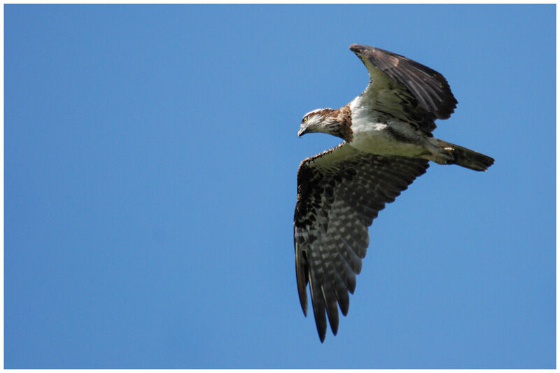 Osprey (cristatus)immature