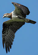 Eastern Osprey