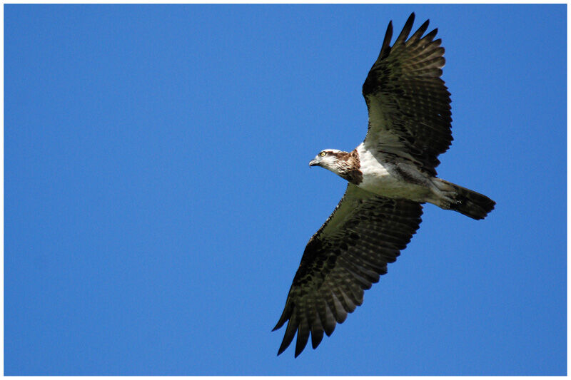 Osprey (cristatus)immature