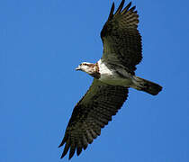 Osprey (cristatus)