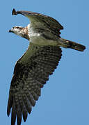 Osprey (cristatus)