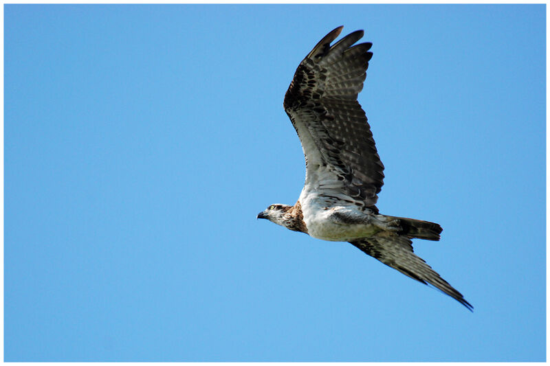 Osprey (cristatus)immature