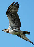 Osprey (cristatus)