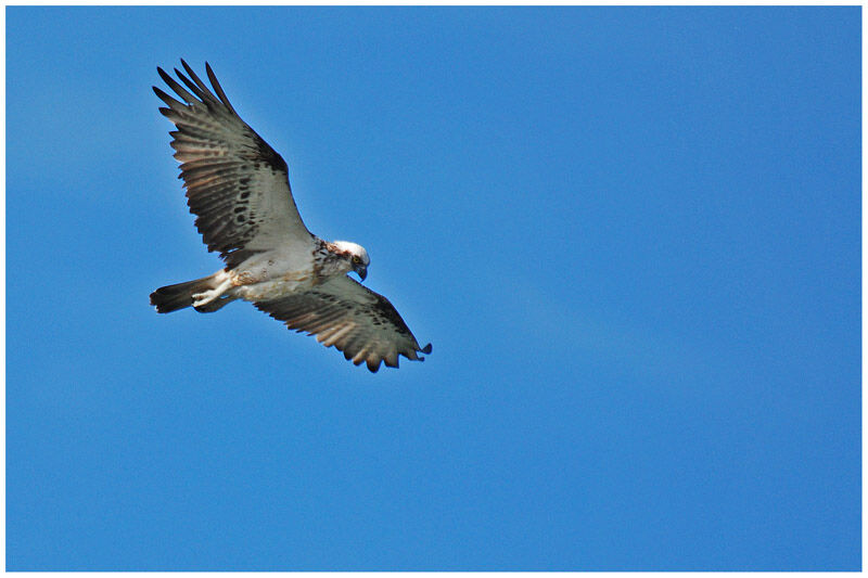 Osprey (cristatus)immature