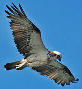 Osprey (cristatus)