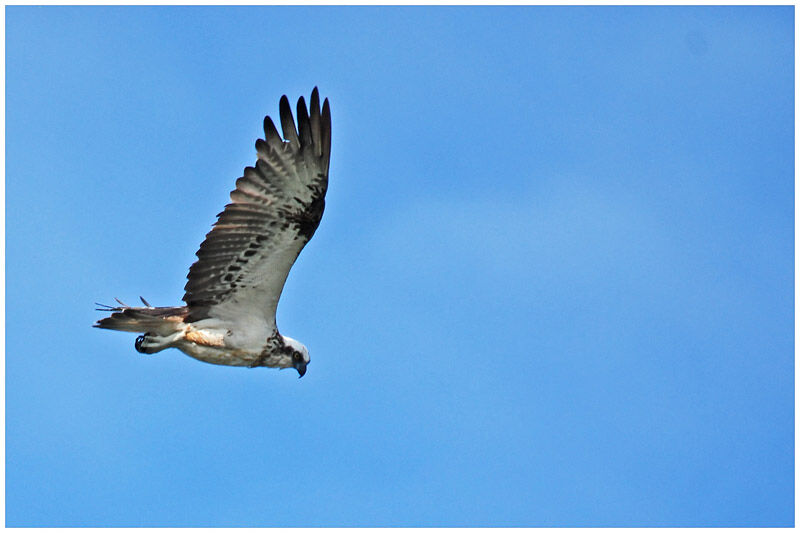 Balbuzard d'Australie