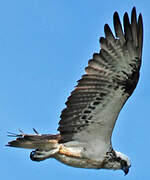 Osprey (cristatus)