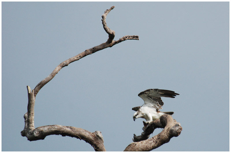 Osprey (cristatus)