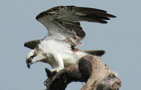 Osprey (cristatus)