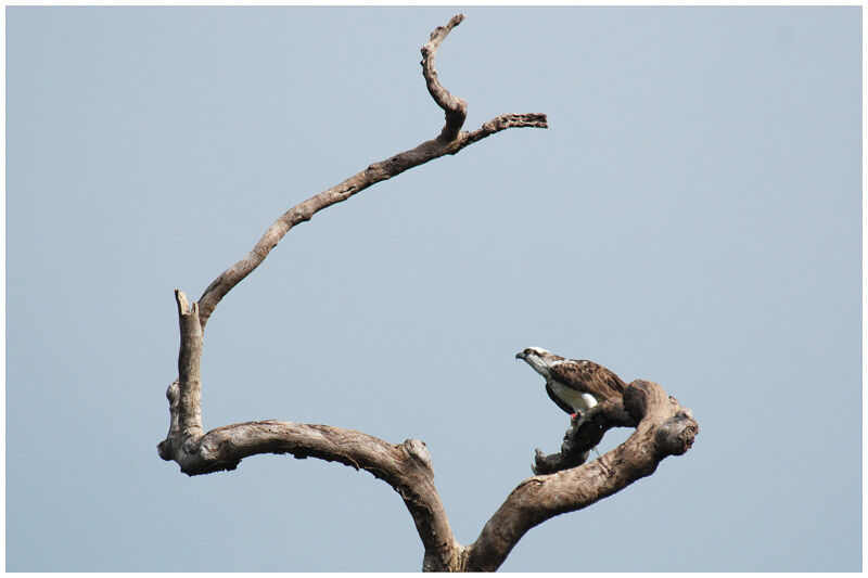 Eastern Osprey