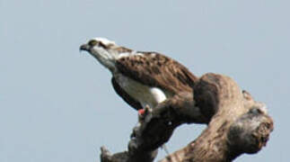 Osprey (cristatus)