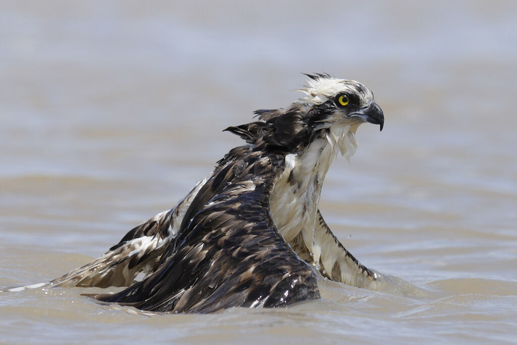 Balbuzard pêcheuradulte