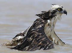 Osprey