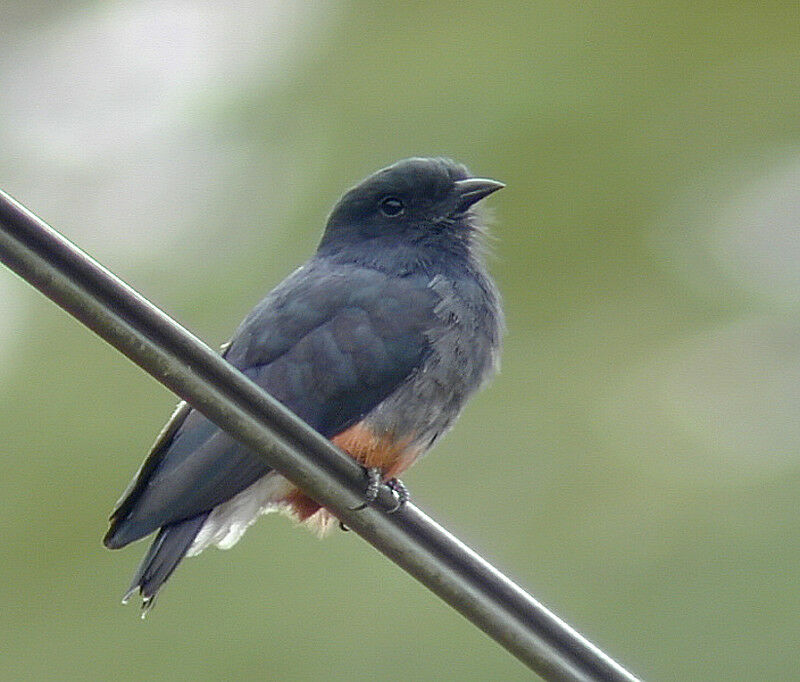 Swallow-winged Puffbird