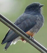 Swallow-winged Puffbird