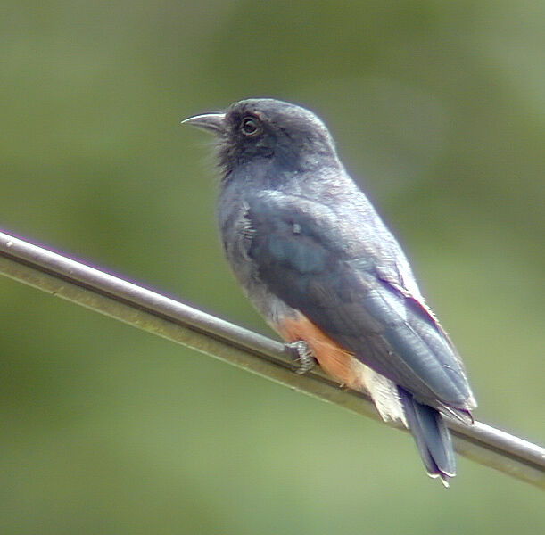 Swallow-winged Puffbird