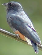 Swallow-winged Puffbird