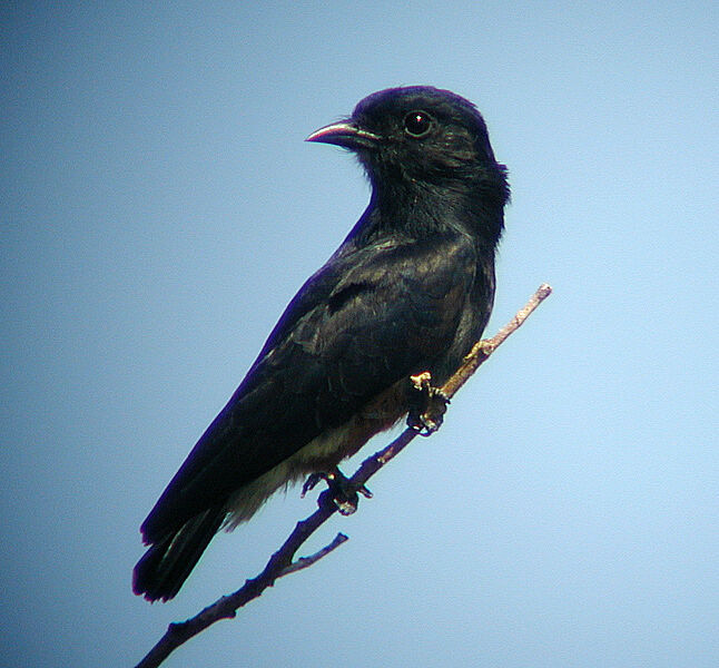 Swallow-winged Puffbird