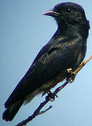 Swallow-winged Puffbird