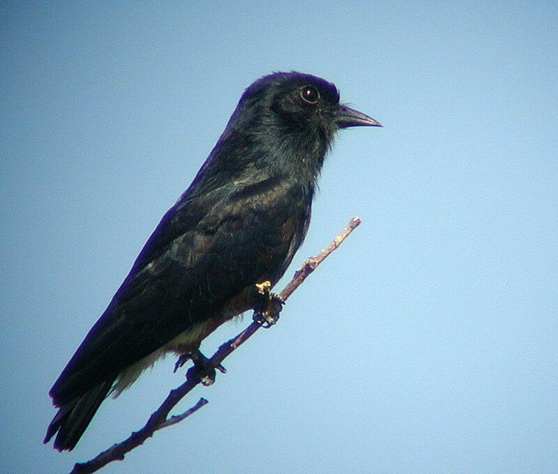 Swallow-winged Puffbird