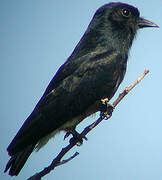 Swallow-winged Puffbird