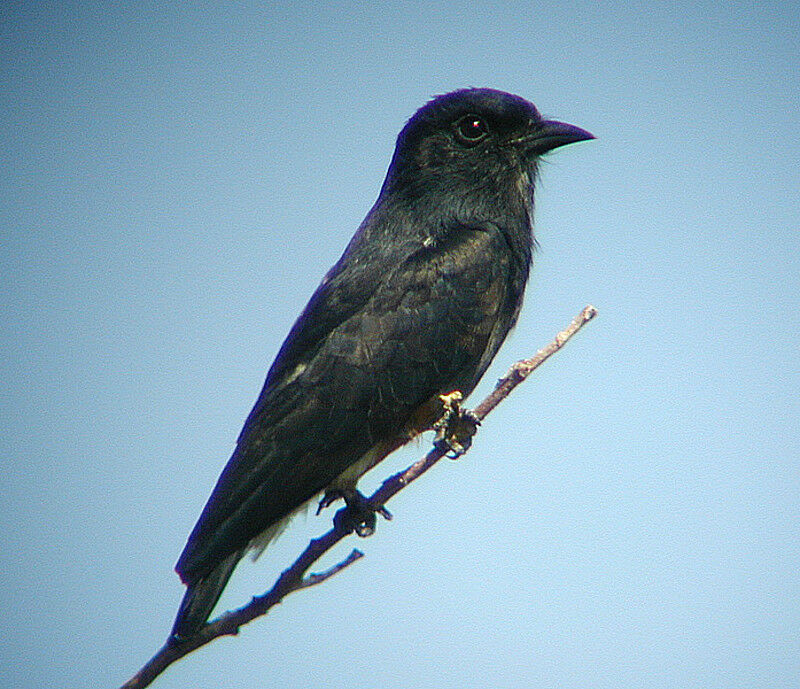 Swallow-winged Puffbird