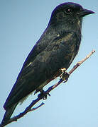 Swallow-winged Puffbird