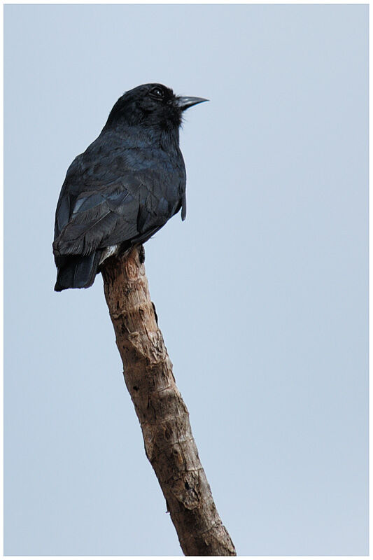 Swallow-winged Puffbirdadult