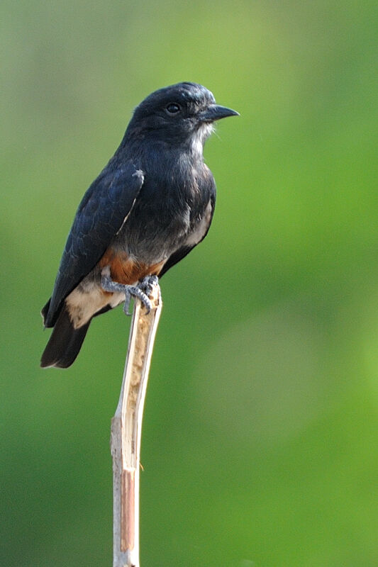 Swallow-winged Puffbirdadult